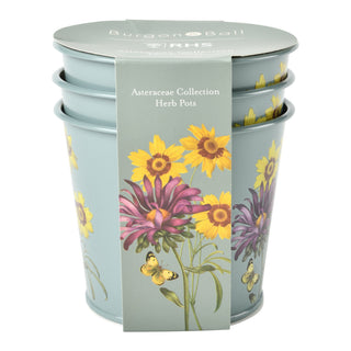 Aster Herb Pots