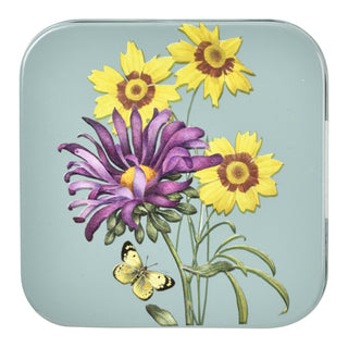 Aster Herbset