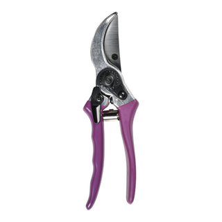 Aster Secateurs